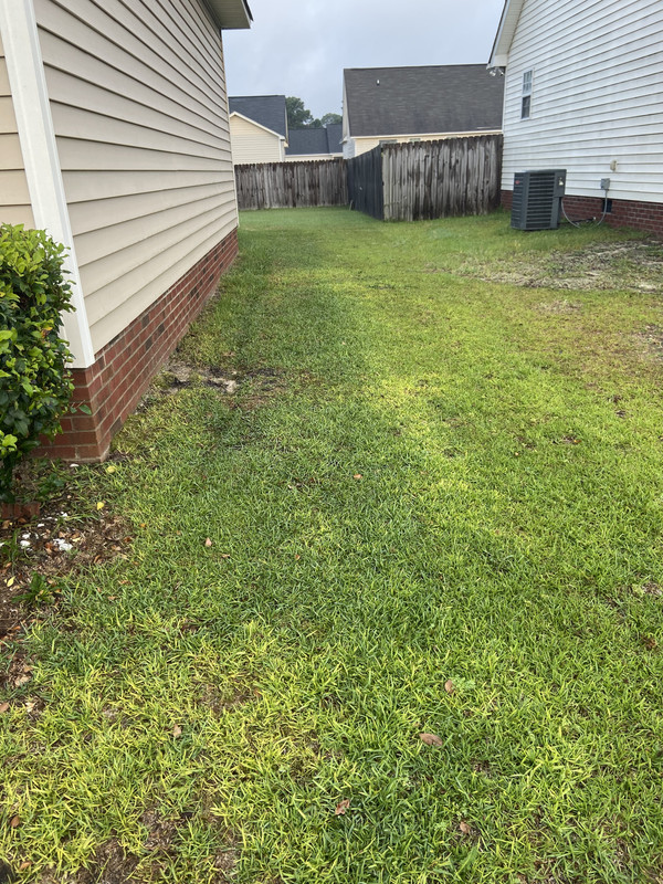 Why Is My Centipede Grass Turning Yellow My Heart Lives Here