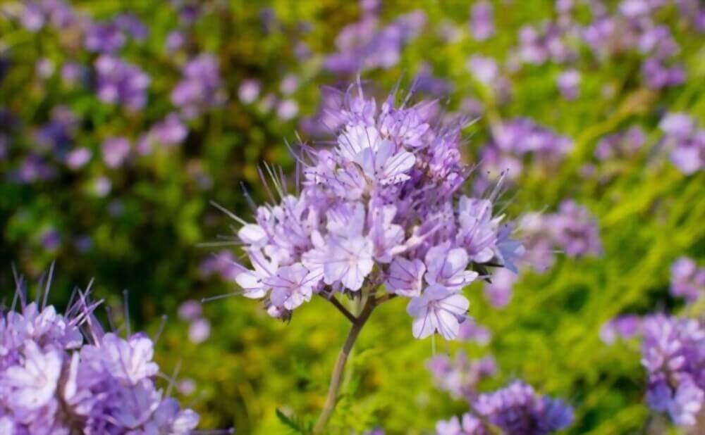 what-is-phacelia-used-for